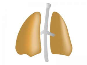 肺のイラスト イラスト無料 かわいいテンプレート