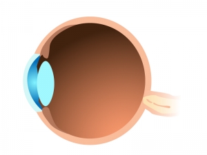 横から見た目玉 眼球 のイラスト イラスト無料 かわいいテンプレート