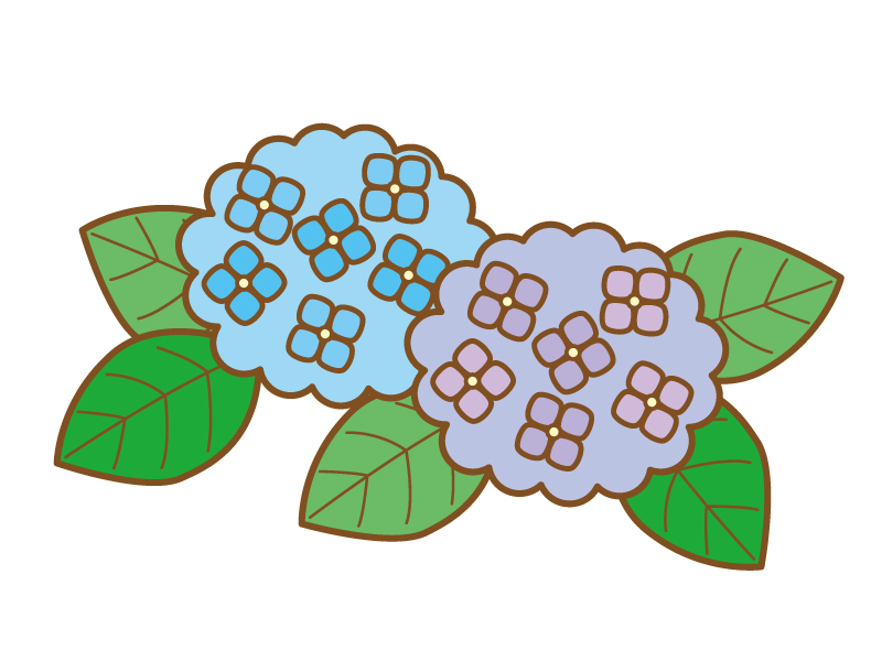 青色の紫陽花のイラスト03 イラスト無料 かわいいテンプレート