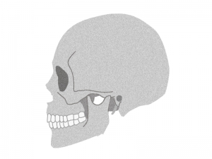 横向きの頭蓋骨のイラスト イラスト無料 かわいいテンプレート
